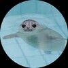 seabear